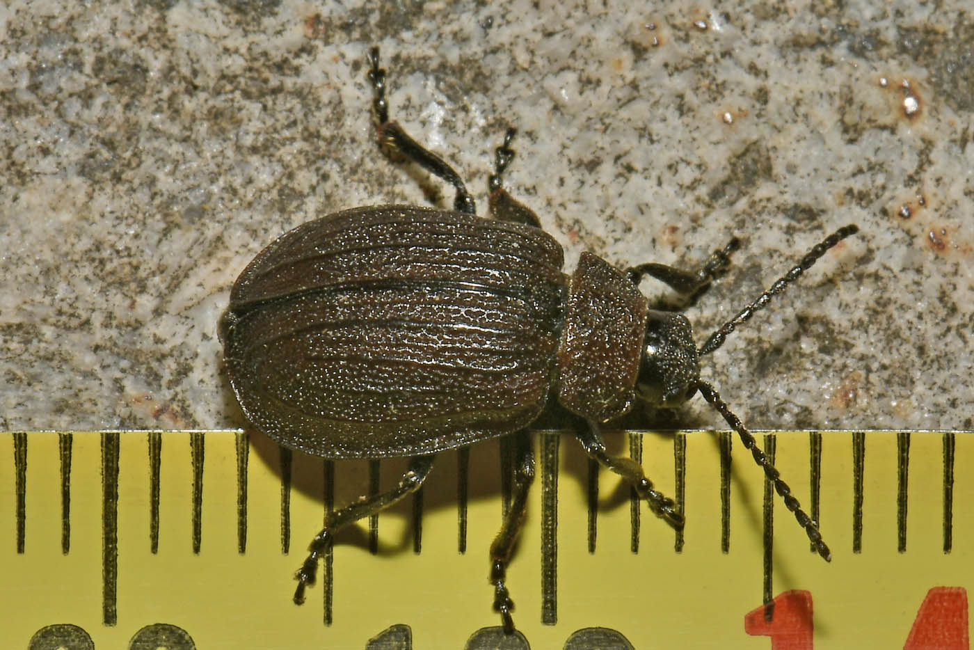 Chrysomelidae: Galeruca pomonae (cf.)